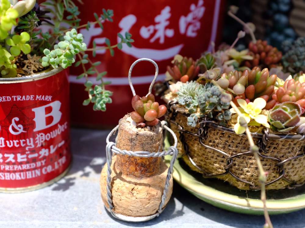 小さな庭の画像 by ®️unjaさん | 小さな庭と多肉植物とシャンパンコルク アレンジと多肉のある暮らしと今日の一枚と緑のある暮らしと花のある暮らし