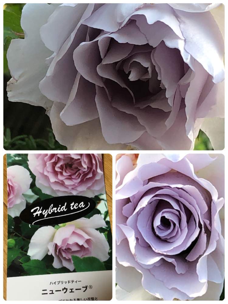 小さな庭の画像 by メグさん | 小さな庭と元気いっぱいとおつかれさまとばら バラ 薔薇と薔薇愛同盟とミスティパープルといつもありがとう♡と癒しと私のこだわりバラとGS日和と頑張ってと森のがっこうと小さな幸せ♡と可愛いと花のある暮らしとお花のある生活と薔薇♪