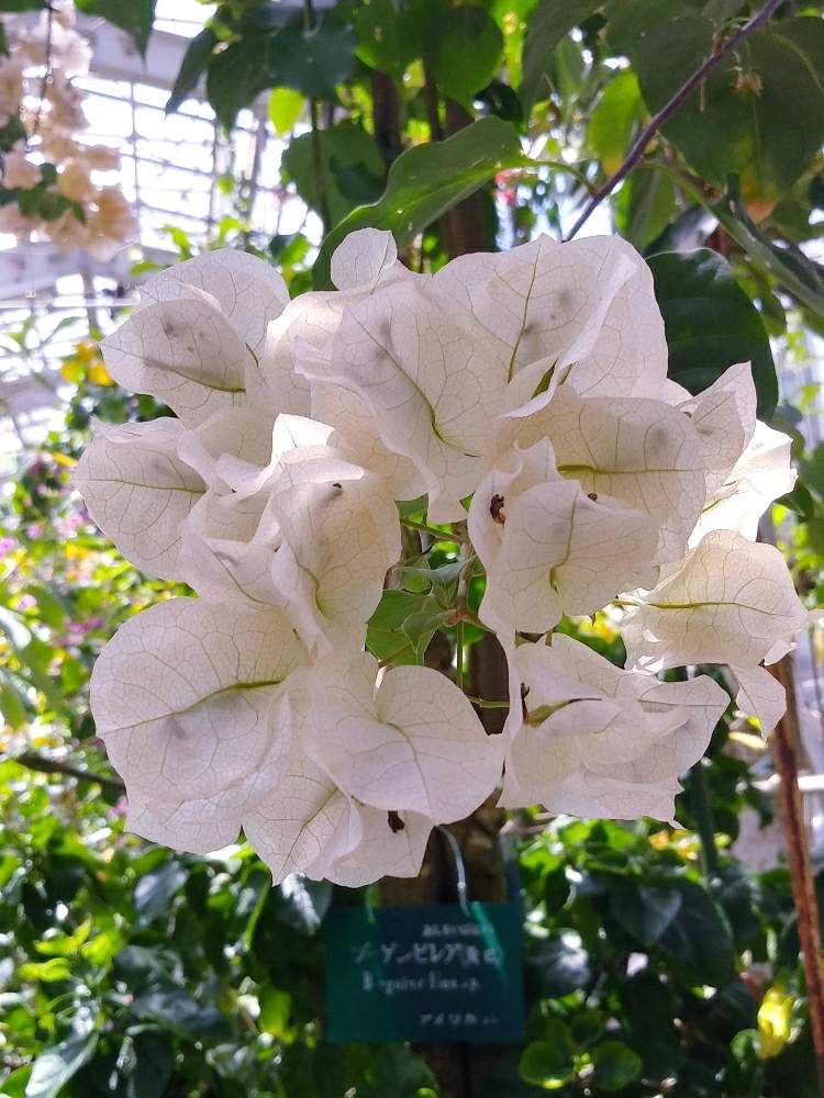お出かけ先の画像 by ジジさん | お出かけ先とブーゲンビリアと南国植物と温室の花と可憐と元気と元気モリモリと純白