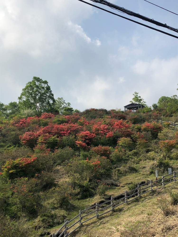 の画像 by 有限会社スリーフラワーさん | ツツジと本庄市と前橋市と観葉生産者と赤城山と園芸店とGSのみなさんに感謝♡と今日の一枚と生花とおでかけ先と新緑と赤い花と埼玉県とフラワーアレンジメントと花のある暮らしと ツツジとフラワーギフトと群馬県とスリーフラワーとハイキング・登山