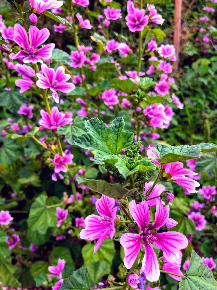 お出かけ先の画像 by ヒメハギさん | お出かけ先とウスベニアオイとピンクの花と夏の花と花のある暮らし