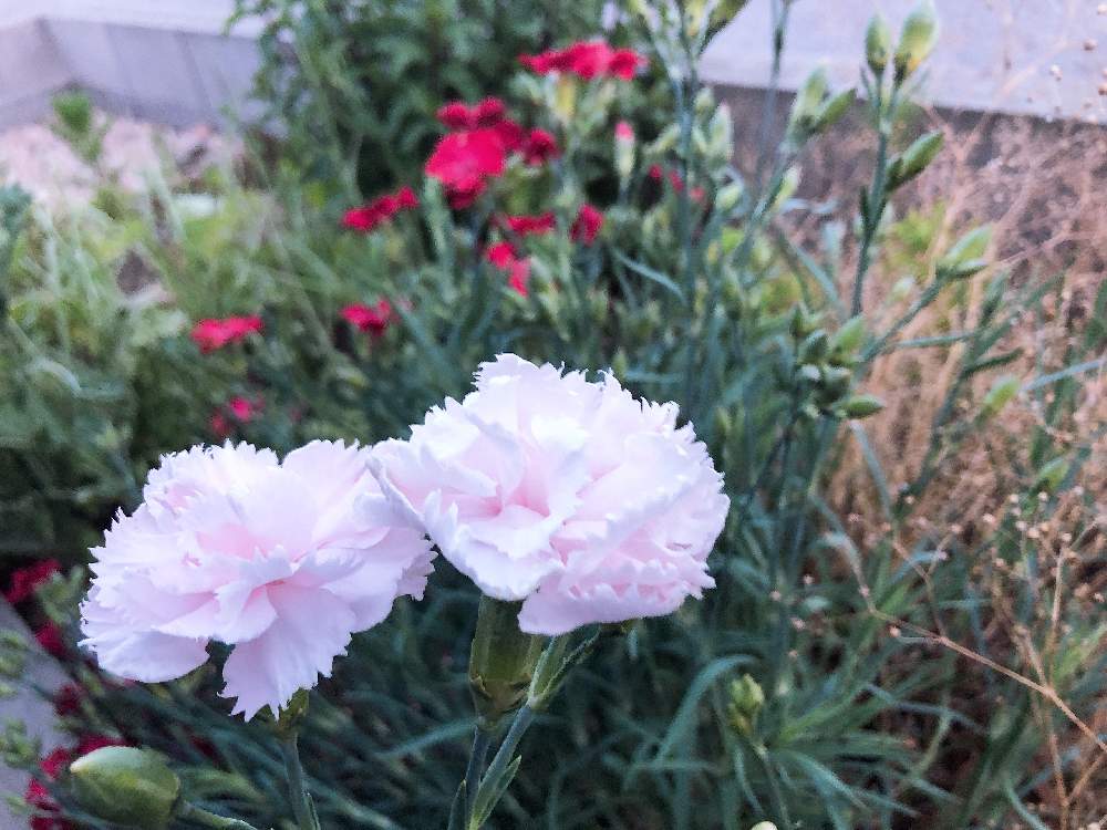 小さな庭の画像 by <junya>さん | 小さな庭とカーネーションと春の花々❇︎とお庭を彩るお花・樹木フォトコンと初挑戦と花のある暮らしとタネまき
