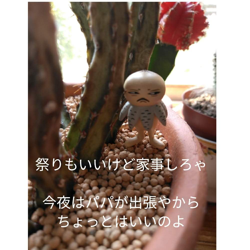 部屋の画像 by きゅうちゃんさん | 部屋と多肉植物と地獄の底からとツチグリ研究所と地獄より愛をこめてとそばちょこファン