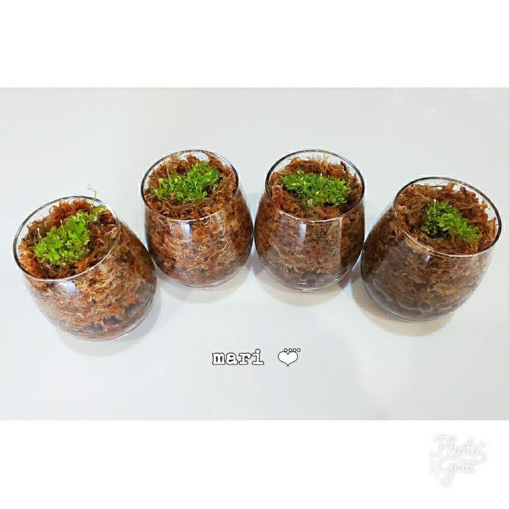 部屋の画像 by まりさん | 部屋とウサギゴケとウトリクラリア・サンダーソニーと食虫植物さんと植え替えとかわいいな♡と初めての植え替えと食虫植物