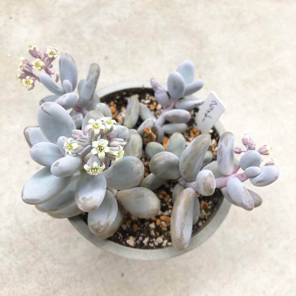 の画像 by もあさん | クライギーとセダム属と多肉植物とみどりのある暮らしと多肉の花と多肉大好きと紫の多肉と多肉のある暮らしと多肉女子と❤️いいね、ありがとうと成長記録と可愛いとむちむちぷくぷく