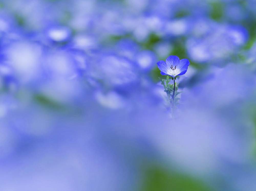 お出かけ先の画像 by zutchyさん | お出かけ先と昭和記念公園と花のある暮らしと ネモフィラ