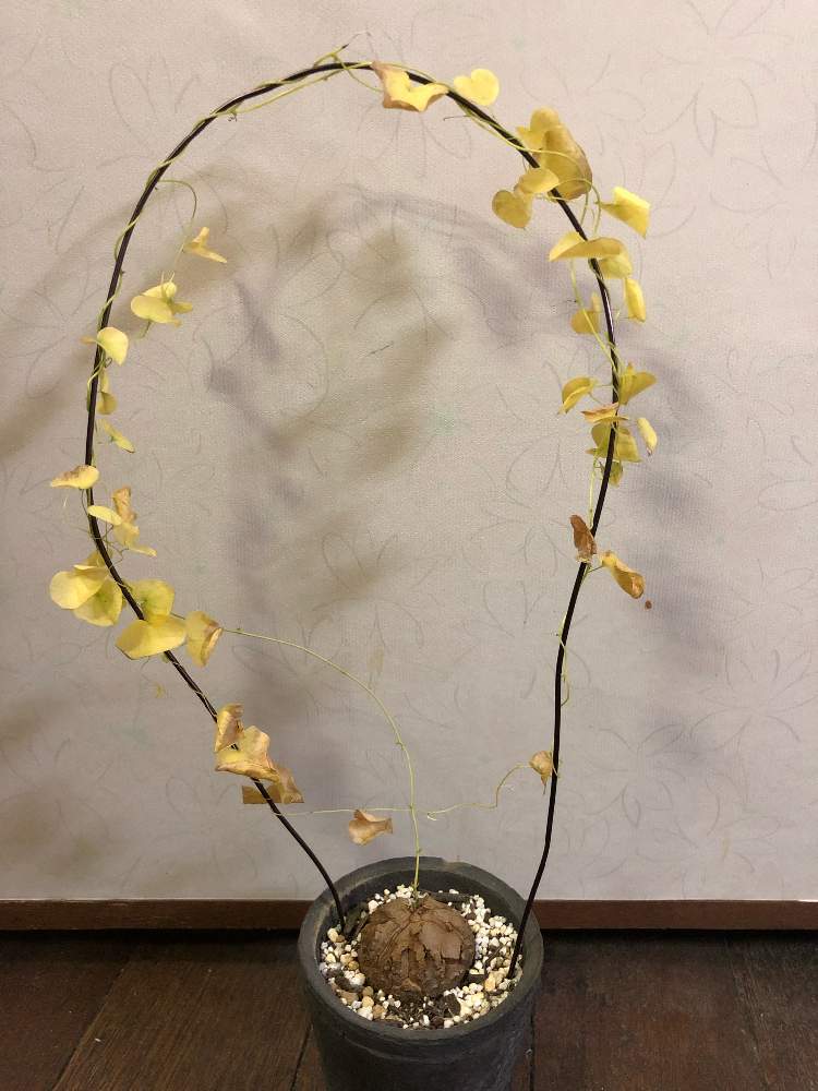 の画像 by ちうさん | 亀甲竜とアフリカ亀甲竜と観葉植物と葉っぱとDioscorea elephantipesと塊根植物と成長記録と珍奇植物と転倒注意と葉っぱ派とディオスコレア・エレファンティペス