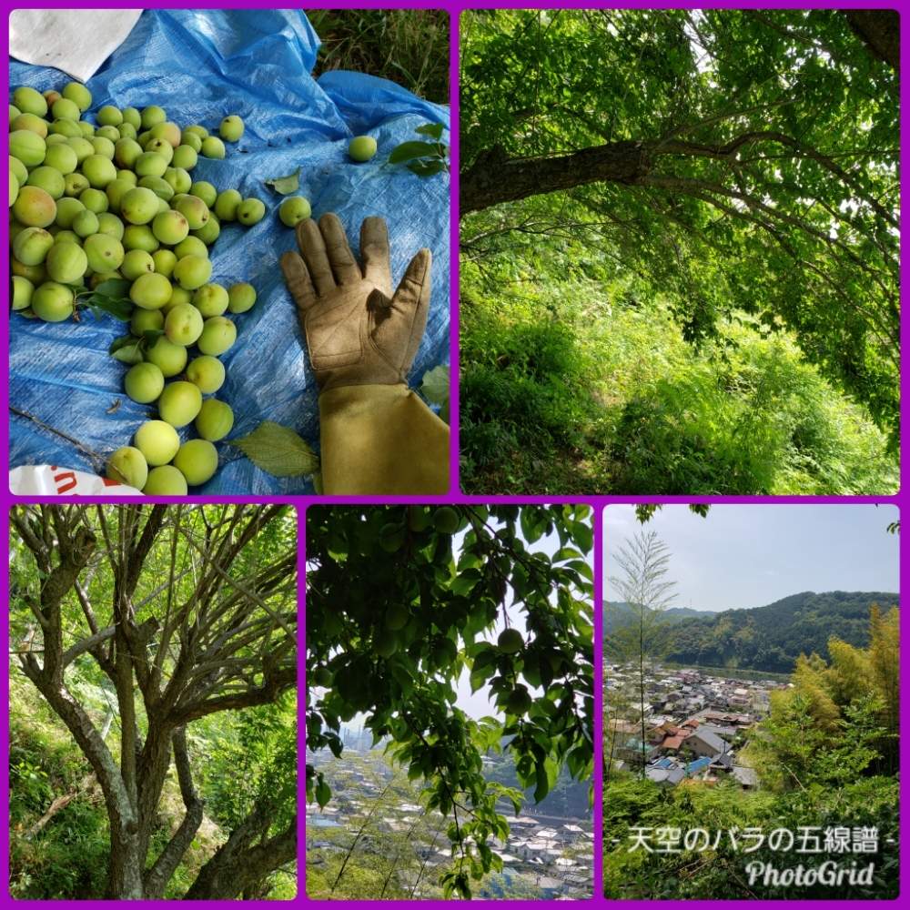 畑の画像 by 天空のバラの五線譜さん | 畑と里山のある暮らしと梅のある暮らし