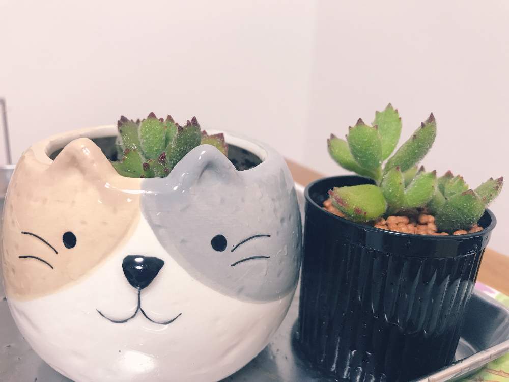 部屋の画像 by はにーさん | 部屋と子猫の爪と多肉植物とニャンコ^._.^と梅雨入り