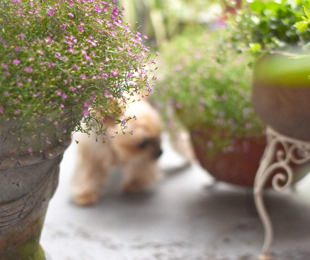 バルコニー/ベランダの画像 by k.wreathさん | バルコニー/ベランダと元気いっぱいとかすみ草ジプシーと小花とかすみ草。と花のある暮らしと可愛い小花と単焦点レンズとかすみ草ジプシー ディープローズ