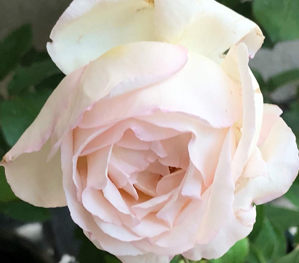 小さな庭の画像 by メグさん | 小さな庭と元気いっぱいとおつかれさまとばら バラ 薔薇と薔薇愛同盟といつもありがとう♡と癒しと私のこだわりバラとGS日和と頑張ってと森のがっこうと小さな幸せ♡と可愛いと花のある暮らしとお花のある生活と薔薇♪と薫乃 バラ