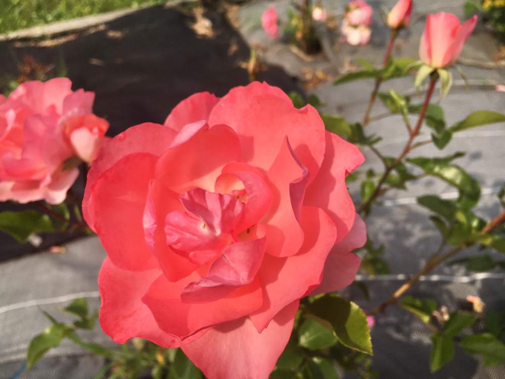 お出かけ先の画像 by あんずさん | お出かけ先と薔薇とドリフトローズ(ピーチドリフト)とばら バラ 薔薇とカインズバラコンテスト2019と原里バラ園とGS映えとしぞーか勢とGS日和とバラと夢CLUBとサーモンピンクの花とバラ・ミニバラ