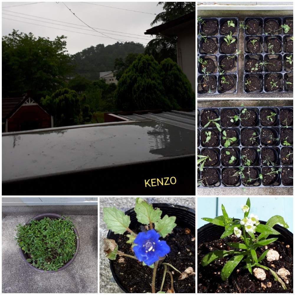 小さな庭の画像 by SENTIMENTAL-BOYさん | 小さな庭と多肉植物と新緑の季節と観葉植物と植物のある暮らしとハイドロカルチャーと植え付けと植物の葉の形とワイルドフラワーの種類と水耕栽培と季節の変わり目と鉢植えと花のある暮らしと春夏秋冬と暮らしの仲間たちと高山植物類とインテリアのアイテムと旬の花と庭のある暮らしと花好き