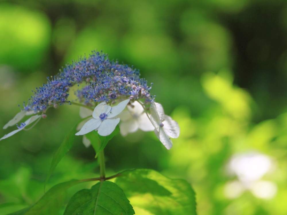 お出かけ先の画像 by ナルトさん | お出かけ先とcanonと紫陽花 額紫陽花と公園と紫陽花 アジサイ あじさいと『あじさい2019』フォトコンテストとお散歩とヤマアジサイ