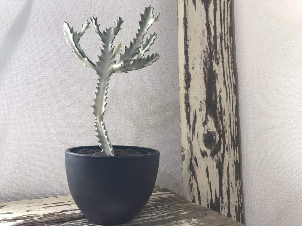 の画像 by CLUTCH FURNITUREさん | ホワイトゴーストと多肉植物と黒プラ鉢と植物と暮らすと観葉植物と男前植物とボタニカルライフとグリーンのある暮らしとプラ鉢とトウダイクサ科と暮らしを楽しむと緑のある暮らしとナチュラルインテリアと樹形と白い多肉と珍奇植物とユーフォルビアと葉っぱアートと神戸市西区と神戸とボタニカルショップ