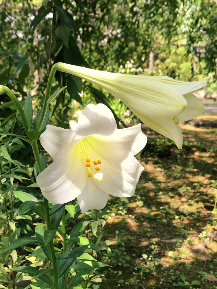 お出かけ先の画像 by えりりんさん | お出かけ先とテッポウユリと初夏と花の写真と癒しとGS映えときれいと植中毒と花のある暮らしとかわいい