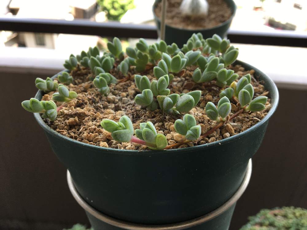 バルコニー/ベランダの画像 by たぬさん | バルコニー/ベランダと多肉植物と垂れ下がる植物と観葉植物とヘキギョレン☆と垂れ下がり系と垂れる植物と転勤族