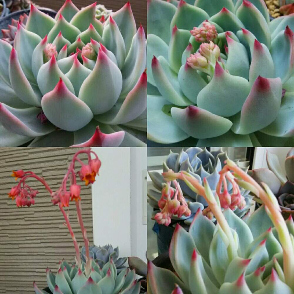 バルコニー/ベランダの画像 by サクマハロさん | バルコニー/ベランダと多肉植物と桃太郎☆と植中毒と多肉女子とタニラーと花のある暮らしとベランダーと多肉花芽