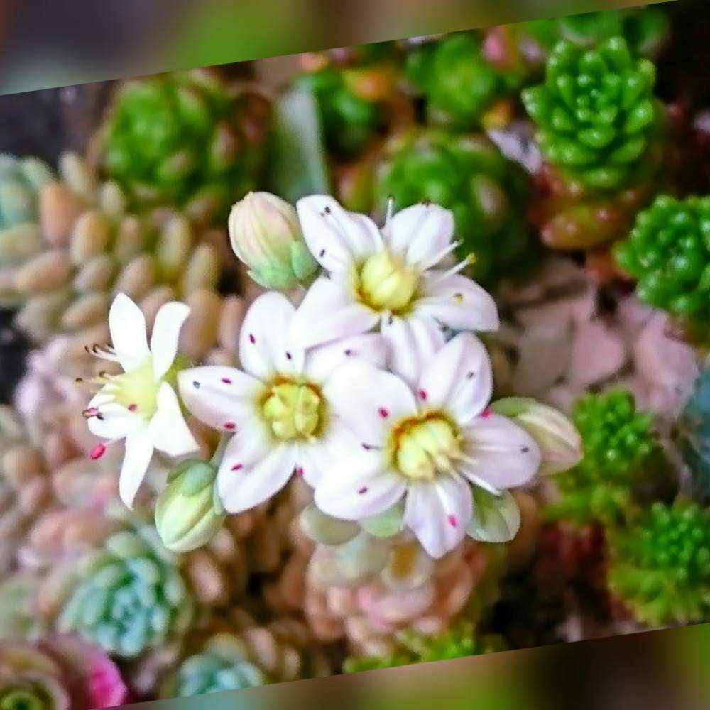 バルコニー/ベランダの画像 by のりっぺさん | バルコニー/ベランダとお花♥️咲くかなぁとタニラーと花のある暮らしと多肉ちゃん初心者と楽しい園芸o(^o^)oとバルコニスト