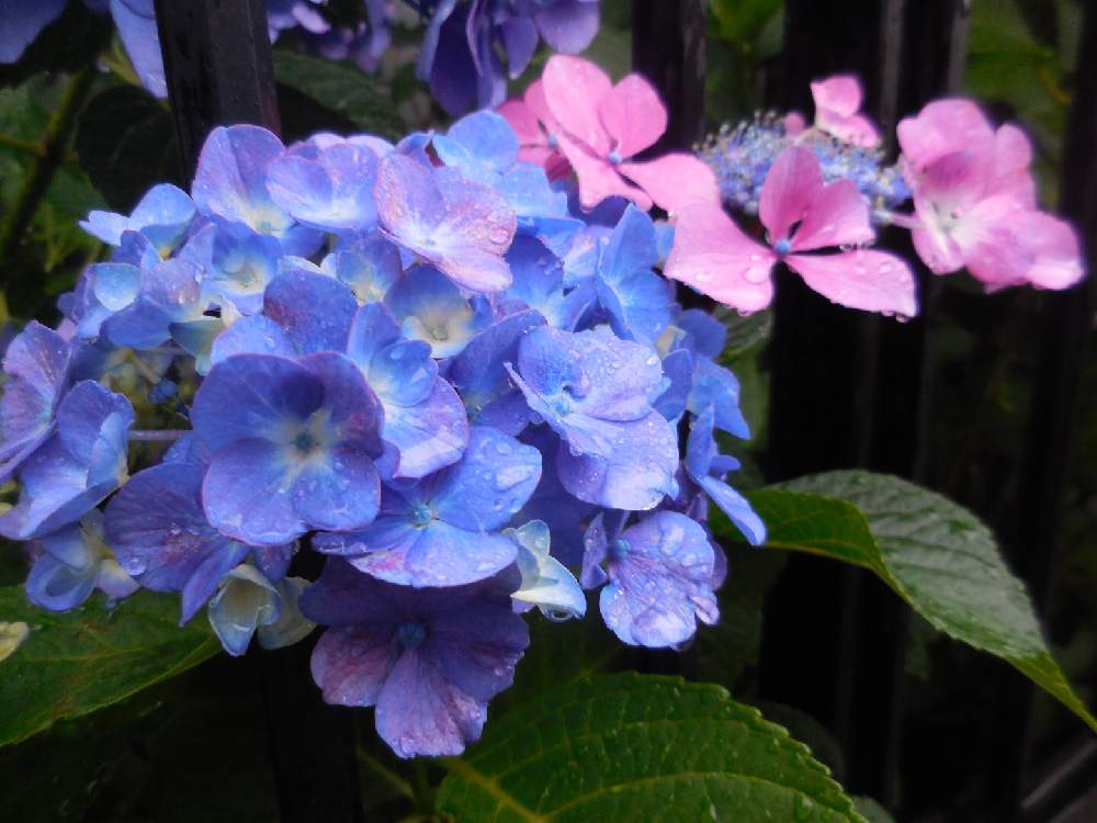 の画像 by makoさん | 花のある暮らしとお花好きとお花パワーと『あじさい2019』フォトコンテスト