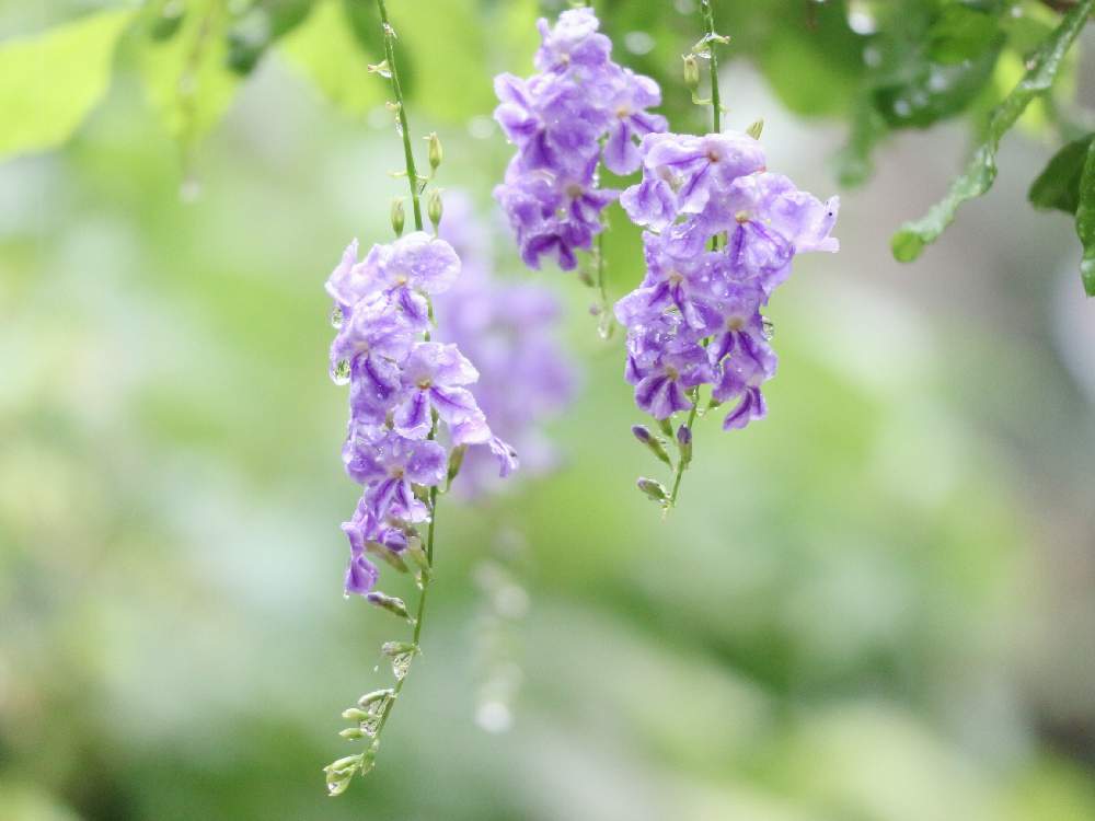 広い庭の画像 by aliceさん | 広い庭とデュランタとデュランタ レペンスと梅雨入りとHTCとみどりのある暮らしと高幡不動尊あじさいまつり♡ᵕ̈*⑅と青い花と令和✨四季のみちとGSミニモニ。 NO34とGSのみなさんに感謝♡とGSミニモニ。と植中毒と癒されると信楽狸倶楽部と花のある暮らしと9月生まれ♡とかわいいと青い花マニアとHTC NO.254