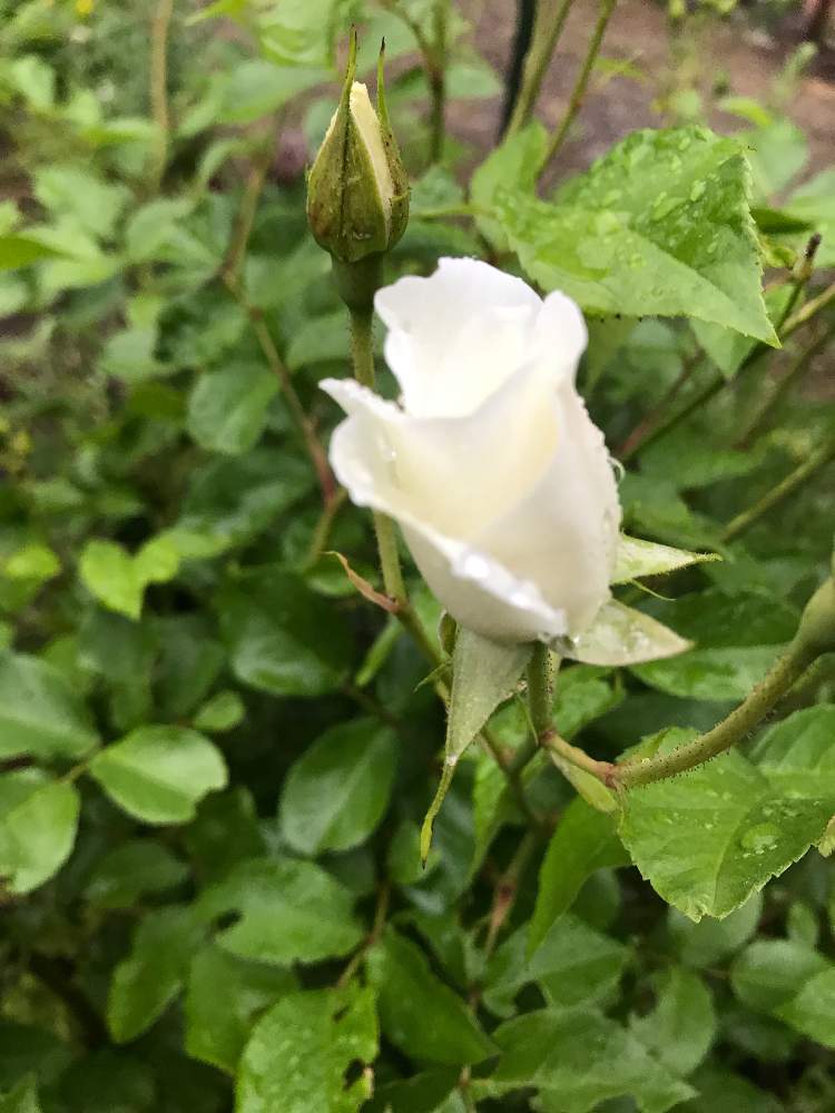 小さな庭の画像 by ちびたんさん | 小さな庭とばら バラ 薔薇と初心者とアイスバーグ!と花のある暮らしと寒冷地と薔薇♪と庭植え