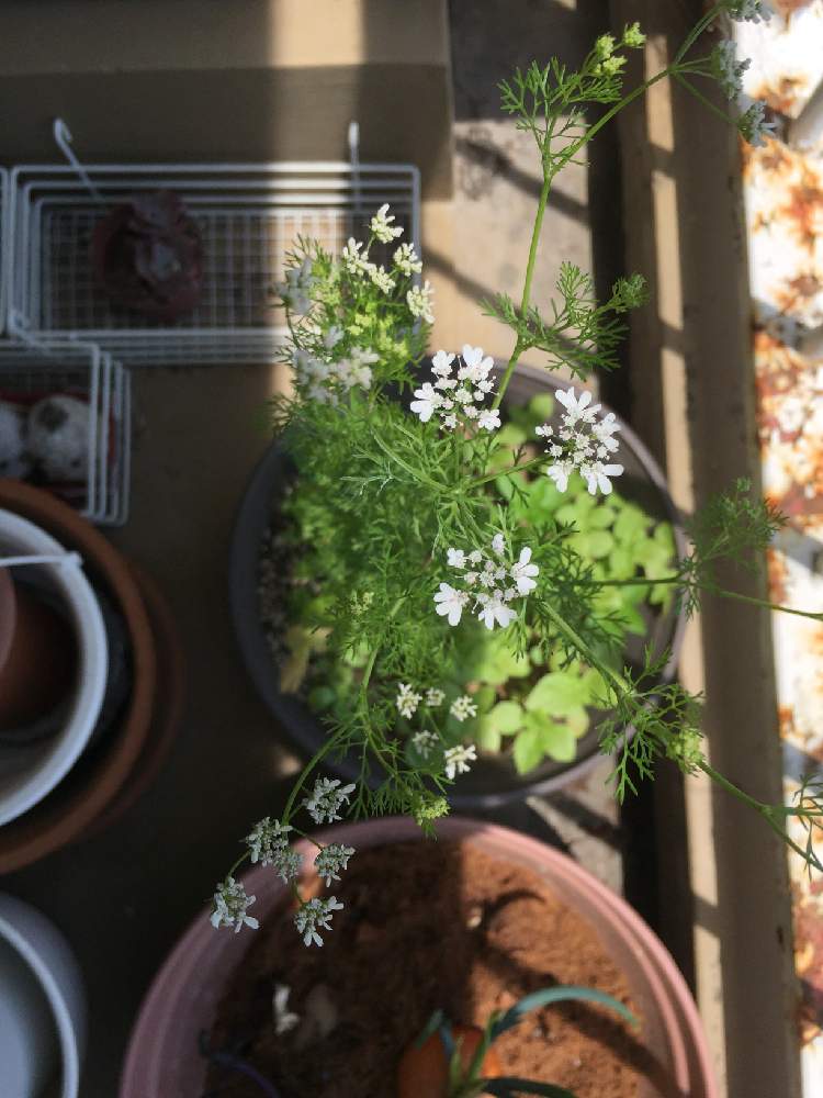 バルコニー/ベランダの画像 by 京都みやんさん | バルコニー/ベランダとパクチーの花とお庭を彩るお花・樹木フォトコンと今日の一枚と写真加工なしと成長記録と花のある暮らしと家庭菜園奮闘日記とGREEN UP!