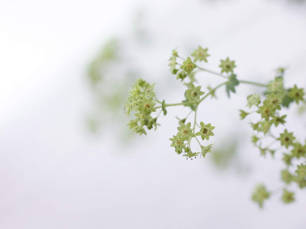 の画像 by cozycozy*さん | 植物のある暮らしと花のある風景と花のある暮らしと小さな幸せと癒しのひと時