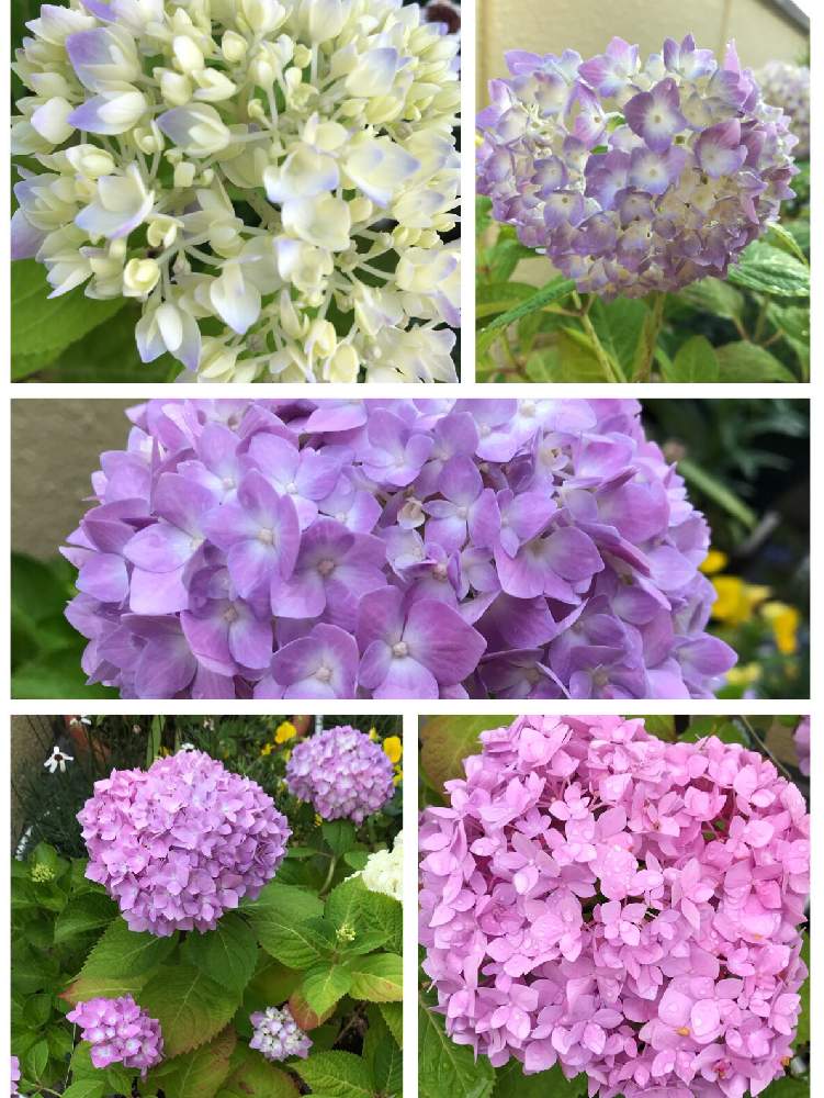 バルコニー/ベランダの画像 by 杏仁さん | バルコニー/ベランダと紫陽花と四季咲きアジサイ 霧島の恵と楽しいなと変わるタイプ?とあじさい大好きと紫陽花 アジサイ あじさいとガーデニングと今年もありがとうと花のある暮らしとお楽しみ❀.(*´▽`*)❀.とかわいいな♡と花が好きと手まり咲き