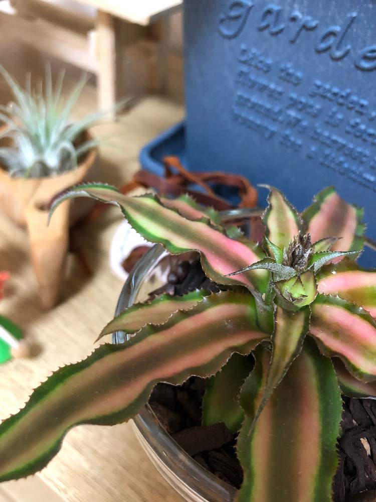 部屋の画像 by sawaさん | 部屋とクリプタンサスと観葉植物と緑のある暮らしと緑のある生活と植物女子