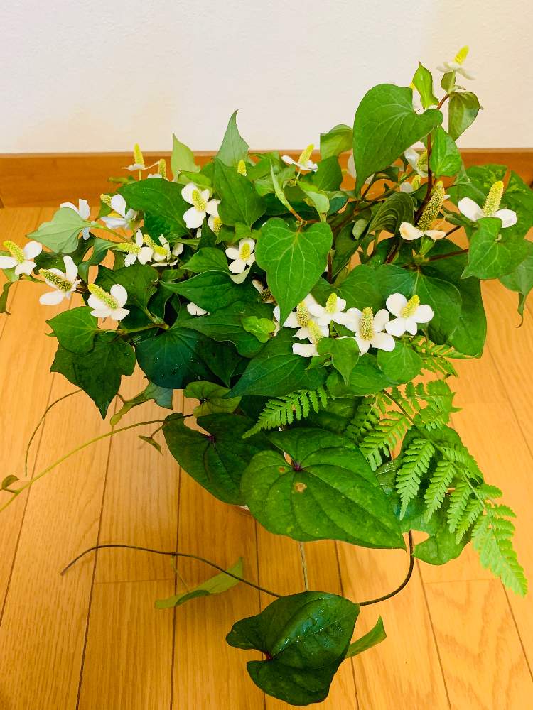 小さな庭の画像 by ポチ音(ポチネ)さん | 小さな庭と新緑の季節とドクダミ草の花と令和の風景と新緑と花のある暮らしと緑中毒と令和の自然と令和の緑とお庭を彩るお花・樹木フォトコン