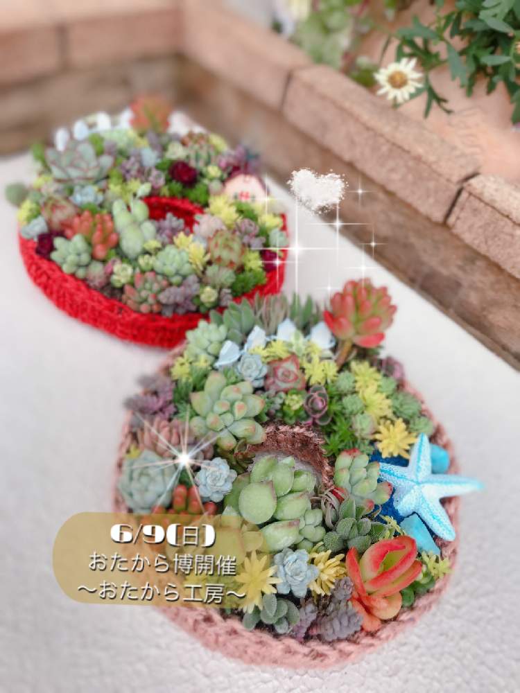の画像 by tomotomoさん | 愛知県とGS本に載るのが夢と寄せ植えとGS映えと多肉のある暮らしとおたから博とタニラーとGreenSnapmarcheと可愛いとGREEN UP!とギャザリング初心者とタニク初心者とsucculentとちまちま寄せ