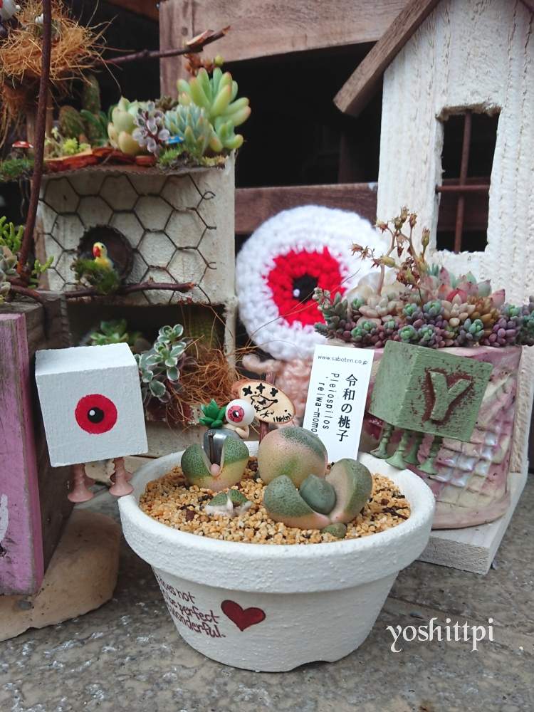の画像 by yoshittpi(よしっピ)さん | HTCと癒しの時とありがとーと早起き倶楽部とメキシコに行きたいとサボテン好きと多肉2016同期と多肉女子とたに倶楽部とタニラーと多肉ばばと拡大禁止と目玉オヤジ集合とほぼ1日1枚とたにおたくらぶとGS植物うちなーぐち会と梅雨吹っ飛ばせオヤジ!と令和の桃子♡