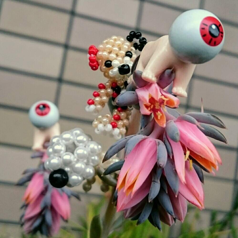 の画像 by ひろしさん | 花芽とHTCとハオルチア ゴーストと45さんありがとう♡とたにくらぶと富山支部とオヤジ祭りと富山県と梅雨を吹っ飛ばせオヤジ!とエケベリア属とたに倶楽部とべっぴんさん♪と多肉大好きと美味しいと梅雨吹っ飛ばせオヤジ!