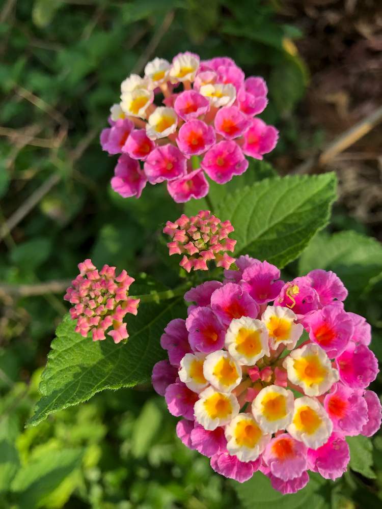 小さな庭の画像 by 眠り姫さん | 小さな庭とジャングルと樹木の花と野生化と切られても元気な樹木花と花のある暮らし