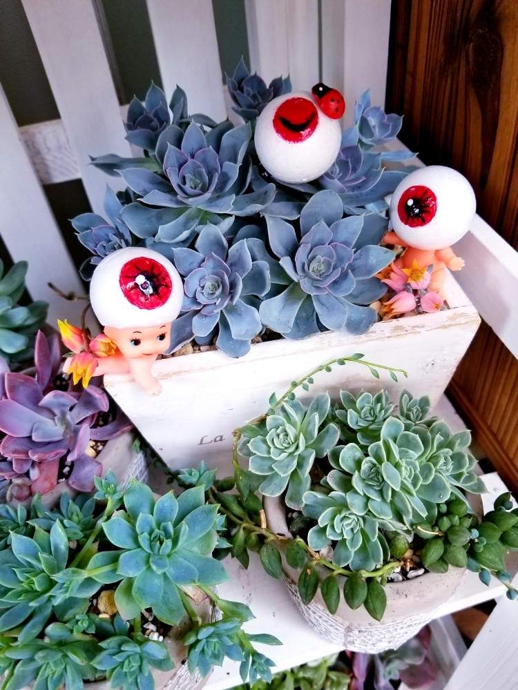 バルコニー/ベランダの画像 by ほーちゃんさん | バルコニー/ベランダと多肉植物と育てる楽しみとベランダ庭と寄せ植えと自分好みと初挑戦と創る楽しみと目玉オヤジ集合とめっちゃ可愛いと梅雨吹っ飛ばせオヤジ!