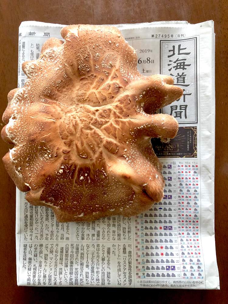 キッチンの画像 by 大福(もこもこ)さん | キッチンとシイタケと北海道と栽培記録と肉厚シイタケ
