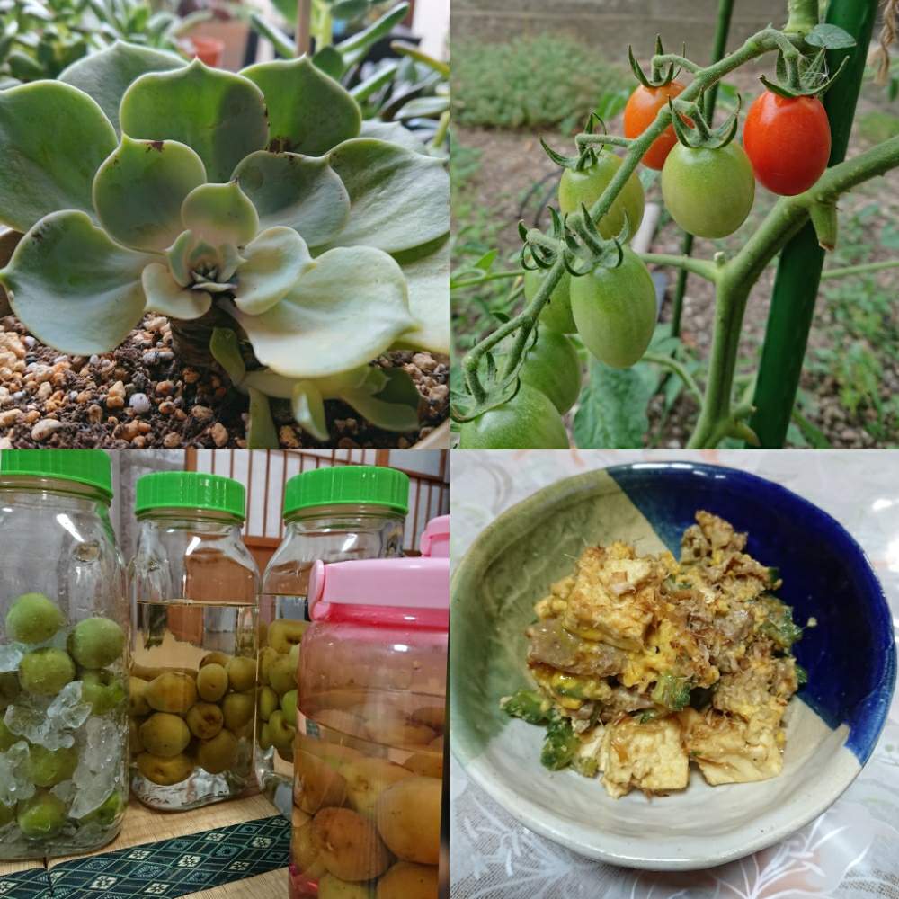 部屋の画像 by こりんさん | 部屋と多肉植物とショック!と多肉のある暮らしとせいちょうきろくと多肉女子と花のある暮らしと家庭菜園奮闘日記とタニク初心者