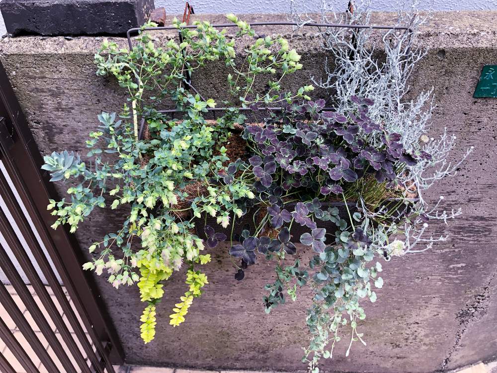 玄関の画像 by john16さん | 玄関と多肉植物と観葉植物とハンキングと寄せ植えと寄植えと壁掛けと鉢植えと花のある暮らし