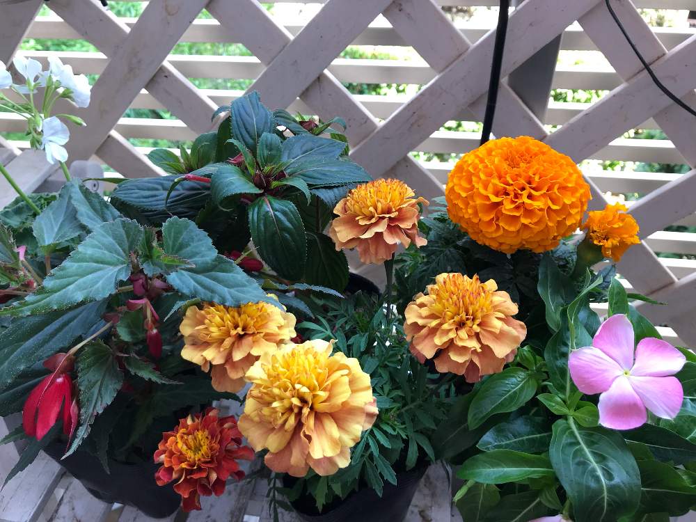 バルコニー/ベランダの画像 by aromaさん | バルコニー/ベランダと花のある暮らしとお買い得品と植物のある暮らしとバルコニスト