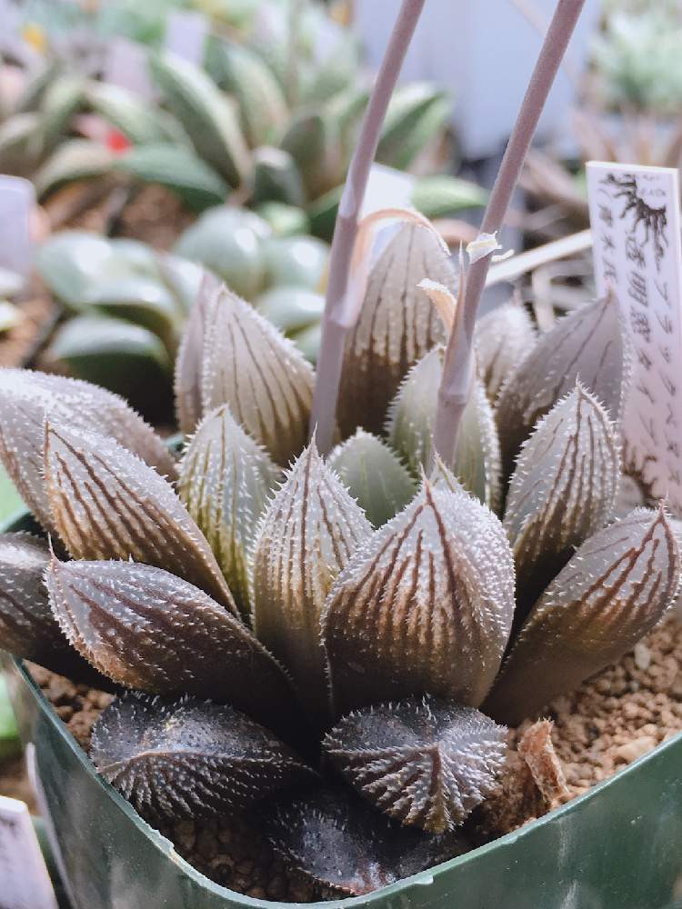 インテリアの画像 by はる succulents forestさん | インテリアとハオルチアとハオルシアとハオルチア実生苗とブラックベヌスタと多肉植物とはるさん苗とハオルチア属とはるさん苗︎☺︎とはるちゃんハオルチアと植物が好き♡とHaworthia:ハオルチア/ハオルシアとハオルシア属 と多肉女子と❤️いいね、ありがとうと育てやすい多肉植物と実生苗とメルカリと自家製実生苗