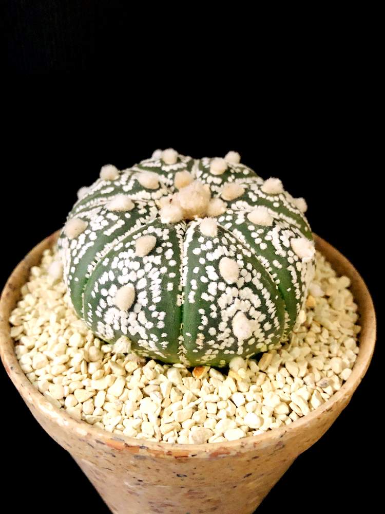 バルコニー/ベランダの画像 by good_guyさん | バルコニー/ベランダとAstrophytum asteriasと多肉植物とEuphorbiaとcactusとオトンナ属とtylecodonとサルコカウロン属とフィランサス ミラビリスとユーベルマニア ペクチニフェラとCerariaとCaudexと多肉女子と塊根植物と珍奇植物とPachypodiumとaloeとagaveとOperculicaryaとGREEN UP!とCopiapoaとsucculent