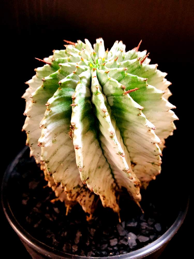 バルコニー/ベランダの画像 by good_guyさん | バルコニー/ベランダとEuphorbia horrida var. albaと多肉植物とEuphorbiaとcactusとオトンナ属とtylecodonとサルコカウロン属とフィランサス ミラビリスとユーベルマニア ペクチニフェラとCerariaとCaudexと多肉女子と塊根植物と珍奇植物とPachypodiumとaloeとagaveとOperculicaryaとGREEN UP!とCopiapoaとsucculent