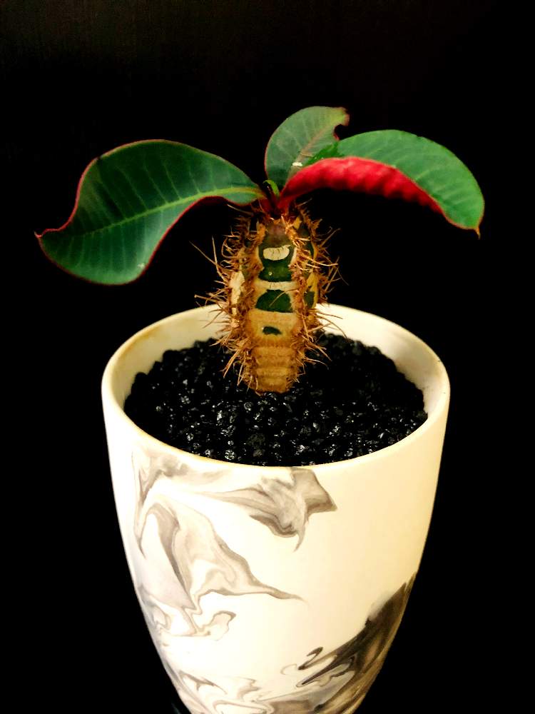 バルコニー/ベランダの画像 by good_guyさん | バルコニー/ベランダとEuphorbia neohumbertiiと多肉植物とEuphorbiaとcactusとオトンナ属とtylecodonとサルコカウロン属とフィランサス ミラビリスとユーベルマニア ペクチニフェラとCerariaとCaudexと多肉女子と塊根植物と珍奇植物とAvoniaとPachypodiumとaloeとagaveとOperculicaryaとGREEN UP!とCopiapoa