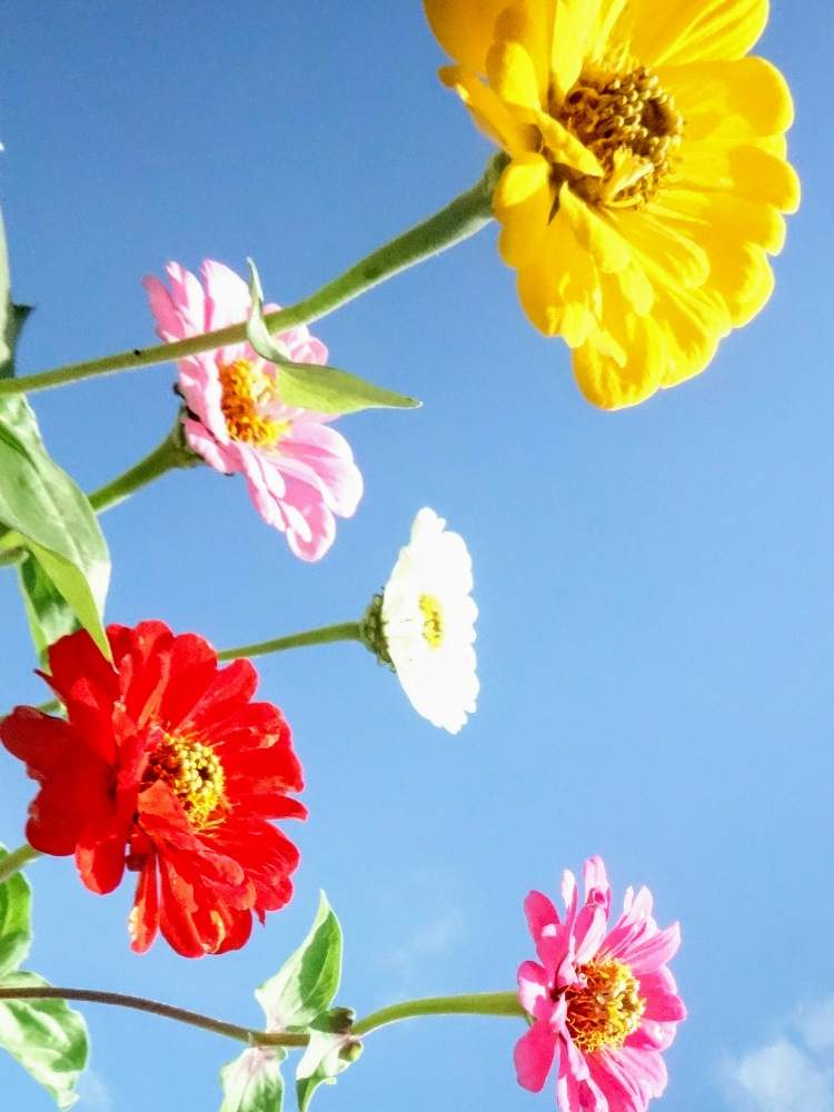 部屋の画像 by 野ニンさん | 部屋と令和最初の植物と出版とGS映えと空編と花のある暮らし