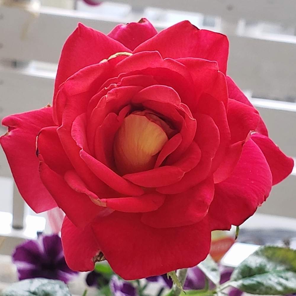 バルコニー/ベランダの画像 by yukikoさん | バルコニー/ベランダと私のお花~2019~とお花を楽しむとハイブリットティー『希望』とお花に感動と花好きさんと繋がりたいとお花大好きとお花と共にと花愛とお花に癒されてとお花を見て元気と一日一花とお花パワー‼️とお花愛がとまらないとお花に励まされてと花心❤️と我が家のお花さん達よりと花のある暮らしとバラ薔薇ばらら~❤️とかわいいお花