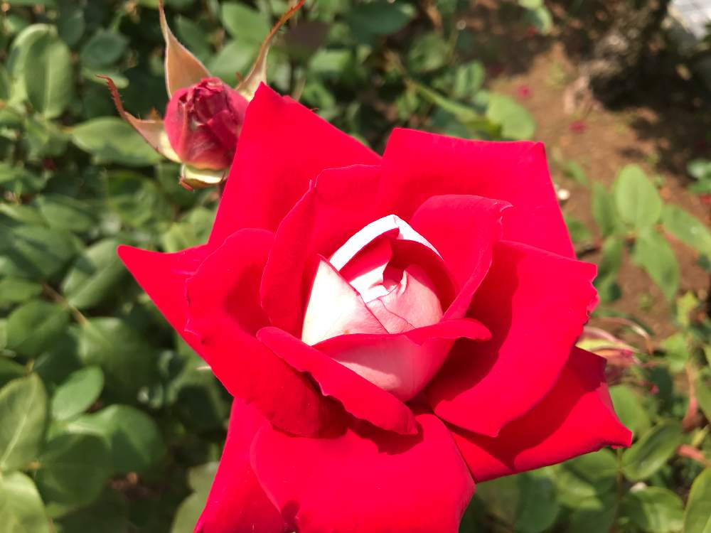 お出かけ先の画像 by ポチさん | お出かけ先と薔薇と赤い花と花のある暮らしとGS映えと真っ赤なバラとiPhone撮影と日帰りバスツアー