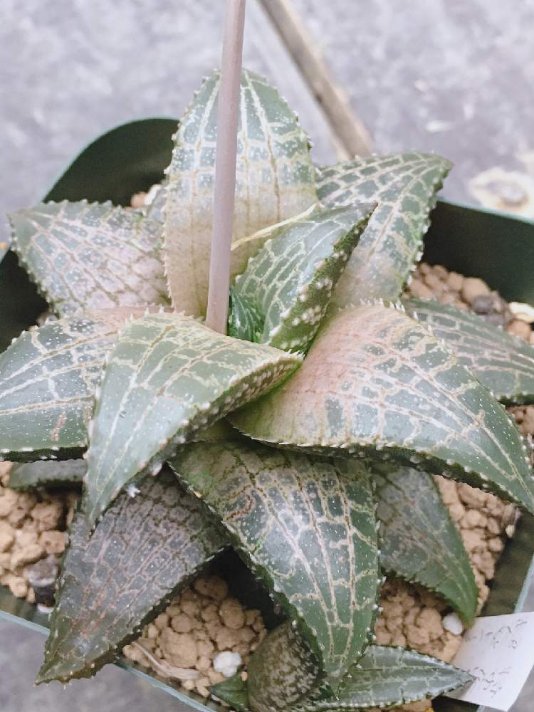 インテリアの画像 by はる succulents forestさん | インテリアとハオルチアとハオルシアとハオルチア竜鱗と多肉植物とハオルチア属とHaworthia:ハオルチア/ハオルシアとハオルシア属 と多肉女子と❤️いいね、ありがとうとタニラーと育てやすい多肉植物と花のある暮らし