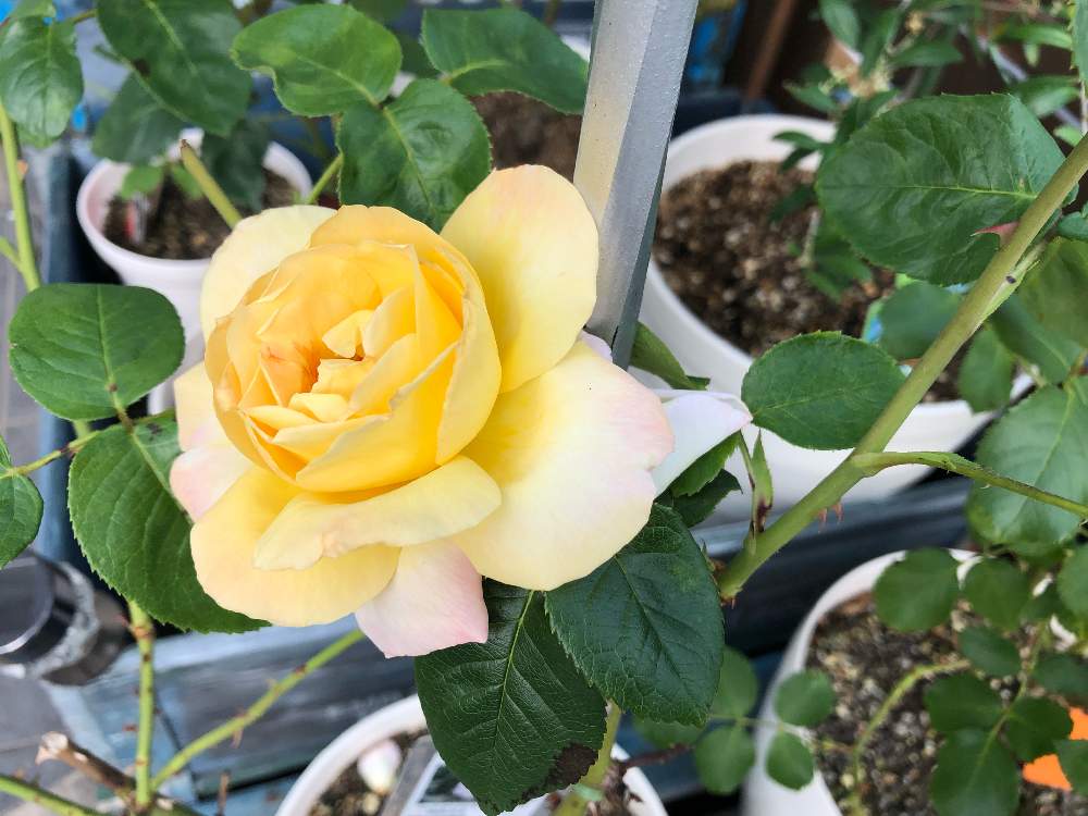 玄関の画像 by mahiro227さん | 玄関とばら バラ 薔薇と薔薇と暮らすと薔薇・ピースと花のある暮らしと私の小さなバラ園