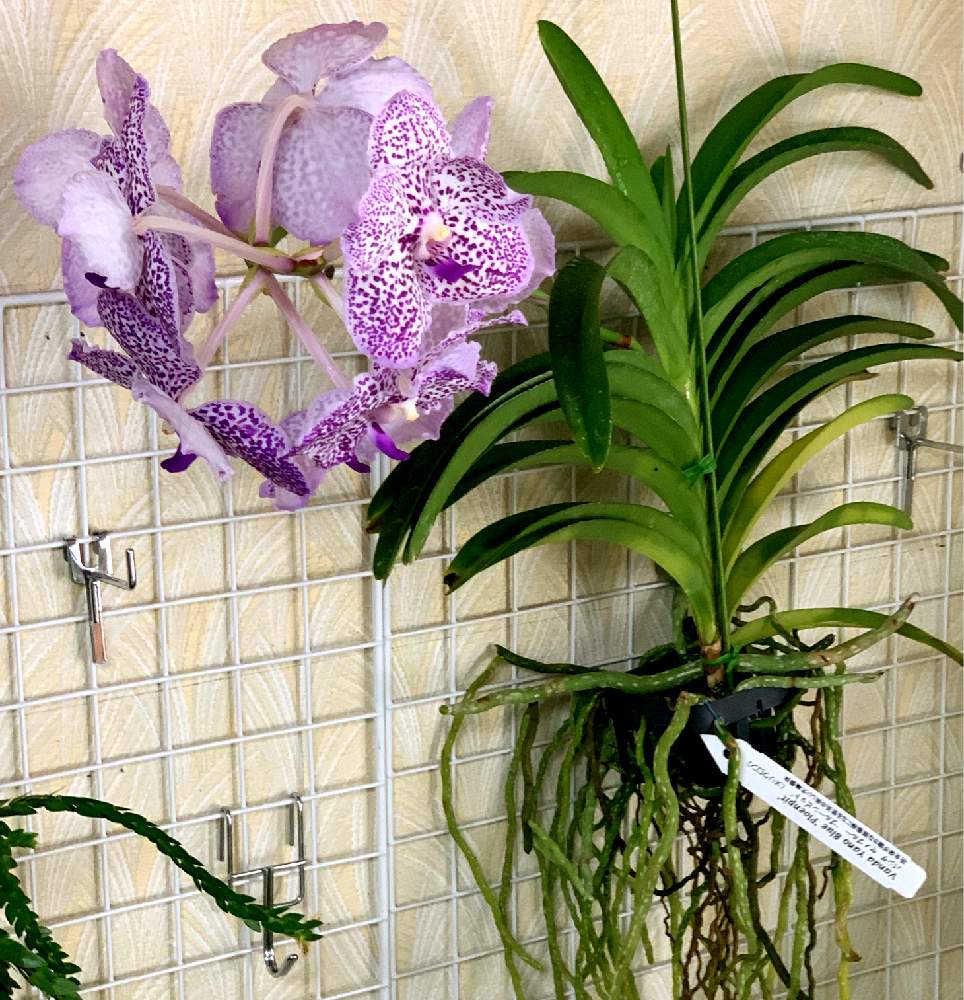 部屋の画像 by Green Rosshiさん | 部屋とバンダ ヤノブルーと令和最初の植物と紫色のバンダとパンダ・パンダとパンダさん(アイコンがぱんだのぬいぐるみ2匹)11月12日投稿と狭いベランダとGS映えとベランダガーデンと令和とバンダ・ヤノブルーとサンシャインらん展とGreenSnapmarcheと花のある暮らしと『窓辺に飾られた植物』フォトコンテストとバンダ蘭 とGREEN UP!とバンダ属